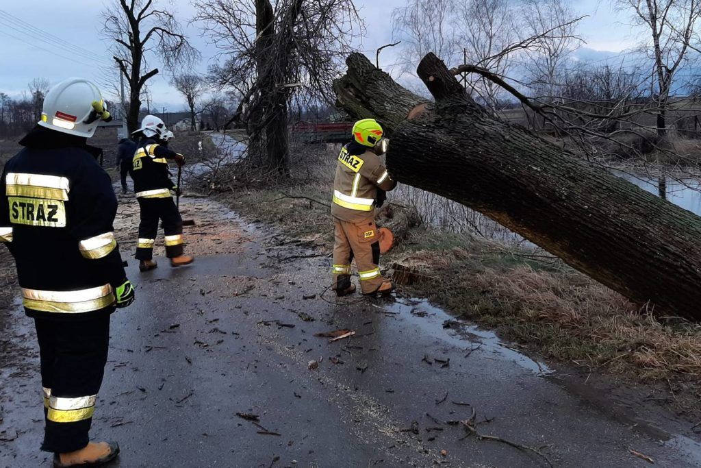 strażacy usuwający z drogi powalone drzewo