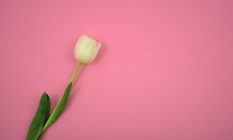 white flower on pink surface
